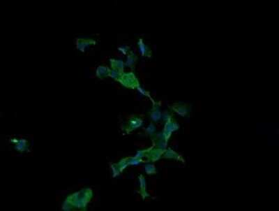 Immunofluorescence: Apc11 Antibody (OTI3F5) [NBP2-45493]