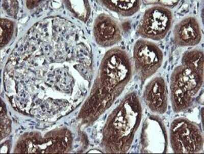 Immunohistochemistry: Apc11 Antibody (OTI3F5) [NBP2-45493]