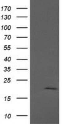 Western Blot: Apc11 Antibody (OTI3F5) [NBP2-45493]