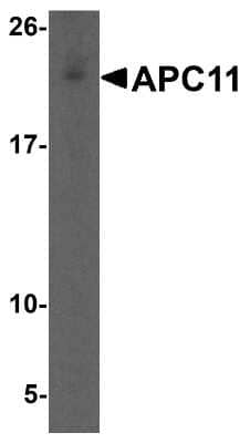 Western Blot: Apc11 AntibodyBSA Free [NBP1-76260]