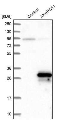 Western Blot: Apc11 Antibody [NBP1-90139]