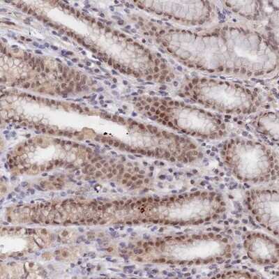 Immunohistochemistry-Paraffin: Apc4 Antibody [NBP1-90137]