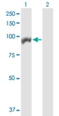 Western Blot: Apc4 Antibody [H00029945-D01P]