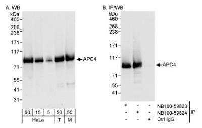 Western Blot: Apc4 Antibody [NB100-59824]