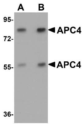 Western Blot: Apc4 AntibodyBSA Free [NBP1-77378]