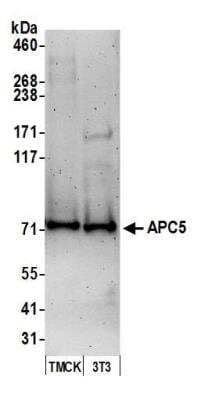 Western Blot: Apc5 Antibody [NB100-55319]