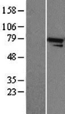 Western Blot: Apc5 Overexpression Lysate [NBP2-04352]