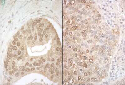 Immunohistochemistry: Apc7 Antibody [NBP1-40367]