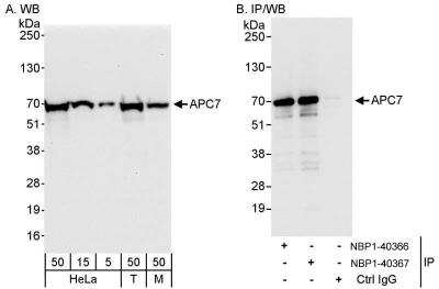 Western Blot: Apc7 Antibody [NBP1-40367]