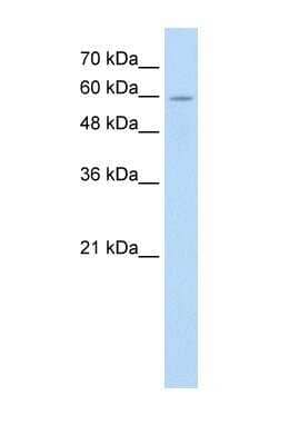 Western Blot: Apc7 Antibody [NBP1-58224]