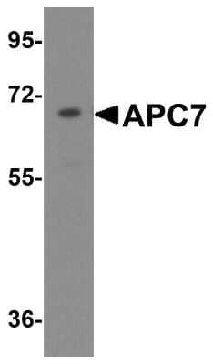 Western Blot: Apc7 AntibodyBSA Free [NBP1-77379]