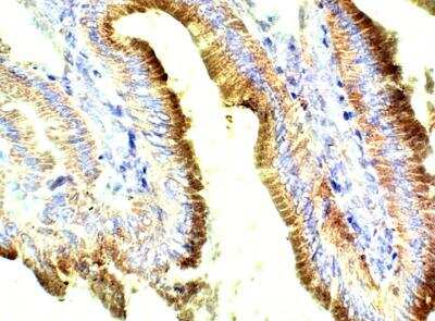 Immunohistochemistry-Paraffin: Apelin Antibody [NBP3-12282]