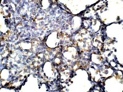 Immunohistochemistry-Paraffin: Apelin Antibody [NBP3-12282]