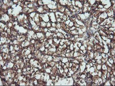 Immunohistochemistry-Paraffin: ATG3/APG3 Antibody (OTI3H2) [NBP2-01083]