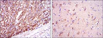 Immunohistochemistry-Paraffin: Apolipoprotein E/ApoE Antibody (1H4) [NBP2-22110]