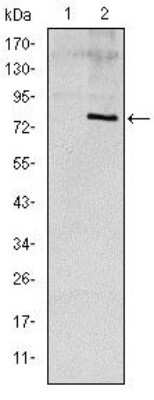 Western Blot: Apolipoprotein E/ApoE Antibody (1H4) [NBP2-22110]