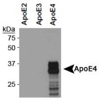 Western Blot: ApoE4 Antibody (4E4)BSA Free [NBP1-49529]