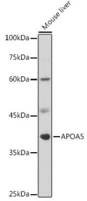 Western Blot: Apolipoprotein A5 AntibodyBSA Free [NBP3-03567]