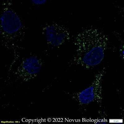 Immunocytochemistry/ Immunofluorescence: Apolipoprotein A-I/ApoA1 Antibody - BSA Free [NBP2-52979]