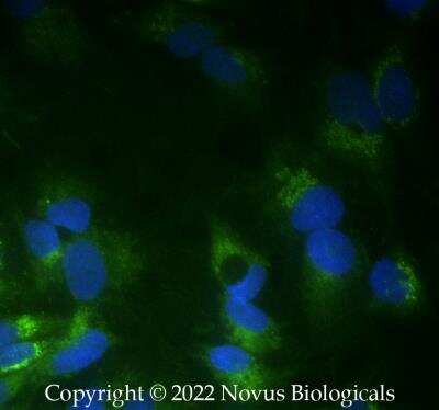 Immunocytochemistry/ Immunofluorescence: Apolipoprotein A-I/ApoA1 Antibody - BSA Free [NBP2-52979]