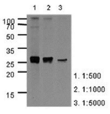 Western Blot: Apolipoprotein A-I/ApoA1 Antibody (1E12)BSA Free [NBP1-97943]