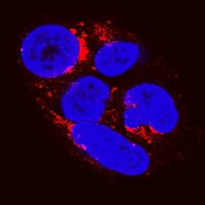 Immunocytochemistry: Apolipoprotein A-I/ApoA1 Antibody (2083D) - Azide and BSA Free [MAB3664]