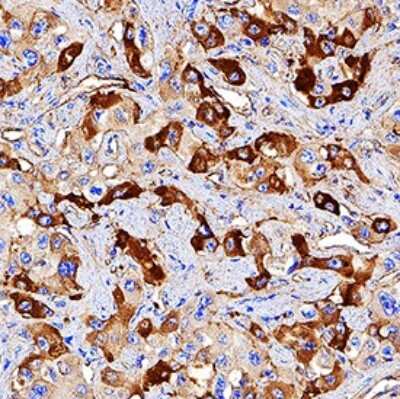 Immunohistochemistry: Apolipoprotein A-I/ApoA1 Antibody (2083D) - Azide and BSA Free [MAB3664]
