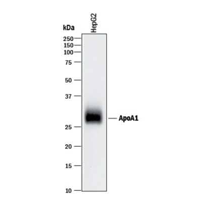 Western Blot: Apolipoprotein A-I/ApoA1 Antibody (2083D)Azide and BSA Free [MAB3664]