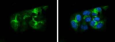 Immunocytochemistry/ Immunofluorescence: Apolipoprotein A-I/ApoA1 Antibody [NBP2-15429]