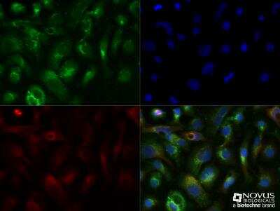 Immunocytochemistry/ Immunofluorescence: Apolipoprotein A-I/ApoA1 Antibody - BSA Free [NBP2-52979]