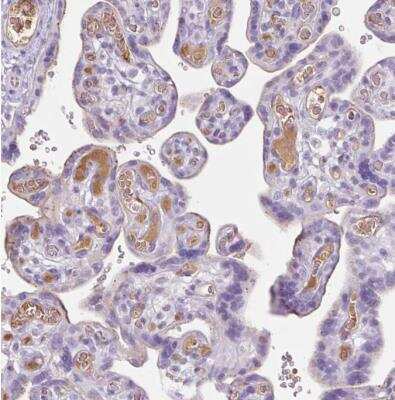 Immunohistochemistry-Paraffin: Apolipoprotein A-I/ApoA1 Antibody [NBP2-33468]