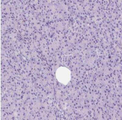 Immunohistochemistry-Paraffin: Apolipoprotein A-I/ApoA1 Antibody [NBP2-33468]