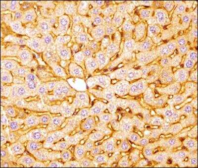 Immunohistochemistry-Paraffin: Apolipoprotein A-I/ApoA1 Antibody - BSA Free [NBP2-52979]