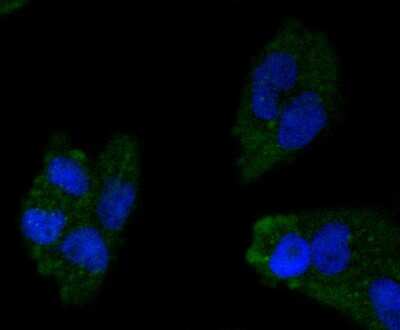 Immunocytochemistry/ Immunofluorescence: Apolipoprotein A-I/ApoA1 Antibody (JF0548) [NBP2-67161]