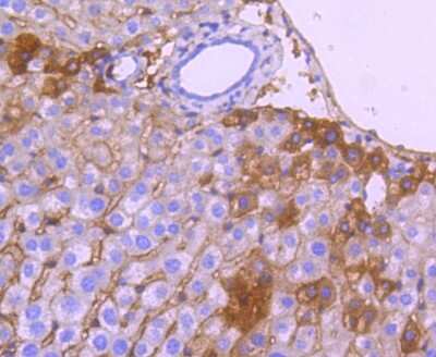 Immunohistochemistry-Paraffin: Apolipoprotein A-I/ApoA1 Antibody (JF0548) [NBP2-67161]