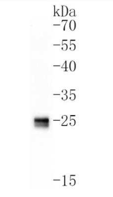 Western Blot: Apolipoprotein A-I/ApoA1 Antibody (JF0548) [NBP2-67161]