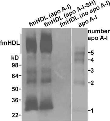 Western Blot: Apolipoprotein A-I/ApoA1 Antibody [NB400-147]