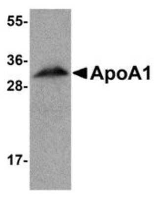 Western Blot: Apolipoprotein A-I/ApoA1 AntibodyBSA Free [NBP1-77008]