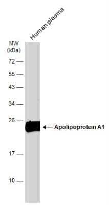 Western Blot: Apolipoprotein A-I/ApoA1 Antibody [NBP2-15429]