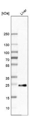 Western Blot: Apolipoprotein A-I/ApoA1 Antibody [NBP2-33468]