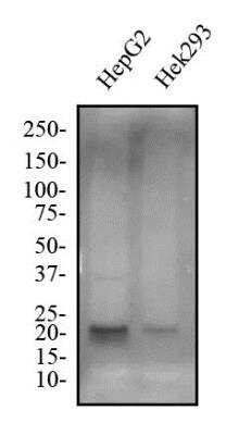Western Blot: Apolipoprotein A-I/ApoA1 AntibodyBSA Free [NBP2-52979]