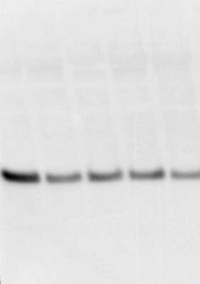 Western Blot: Apolipoprotein A-I/ApoA1 AntibodyBSA Free [NBP2-52979]