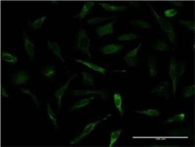 Immunocytochemistry/ Immunofluorescence: Apolipoprotein A-II/ApoA2 Antibody (1H6) [H00000336-M03]