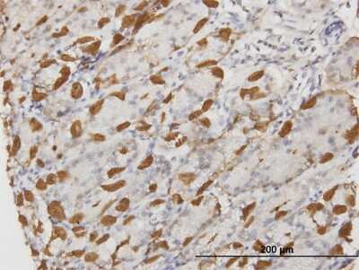 Immunohistochemistry-Paraffin: Apolipoprotein A-II/ApoA2 Antibody (1H6) [H00000336-M03]