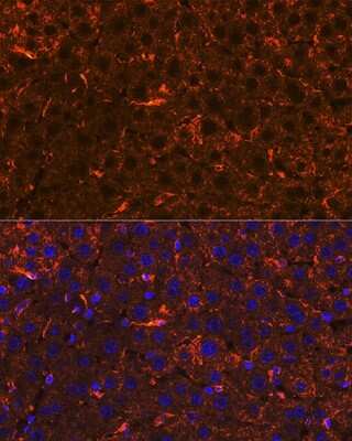 Immunohistochemistry: Apolipoprotein A-II/ApoA2 Antibody (5F7U1) [NBP3-16168]