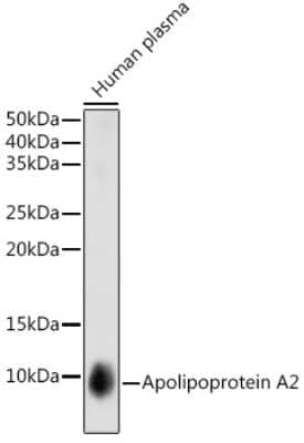 Western Blot: Apolipoprotein A-II/ApoA2 Antibody (5F7U1) [NBP3-16168]