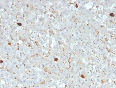 Immunohistochemistry-Paraffin: Apolipoprotein A-IV/ApoA4 Antibody (APOA4/3372) - Azide and BSA Free [NBP3-08947]