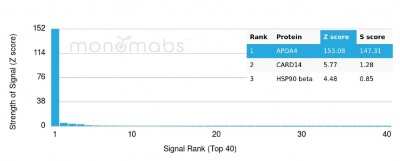 Protein Array: Apolipoprotein A-IV/ApoA4 Antibody (APOA4/3372) - Azide and BSA Free [NBP3-08947]