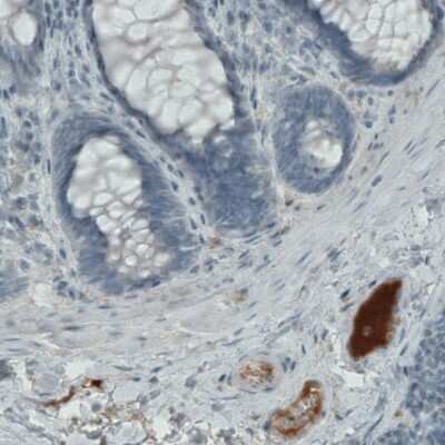 Immunohistochemistry-Paraffin: Apolipoprotein A-IV/ApoA4 Antibody (CL0465) [NBP2-52930]