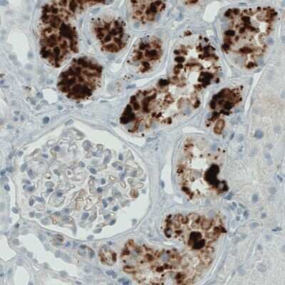 Immunohistochemistry-Paraffin: Apolipoprotein A-IV/ApoA4 Antibody (CL0465) [NBP2-52930]